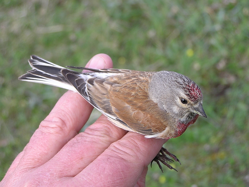 Common Linnet, Sundre 20080503